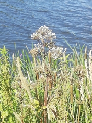 Valeriana officinalis