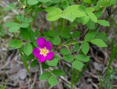 Rosa acicularis