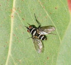 Trigonospila cingulata