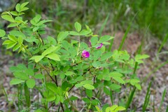Rosa acicularis