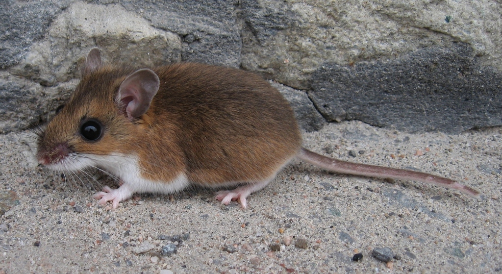 Eastern Deermouse (Peromyscus maniculatus)