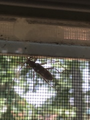 Eburia quadrigeminata