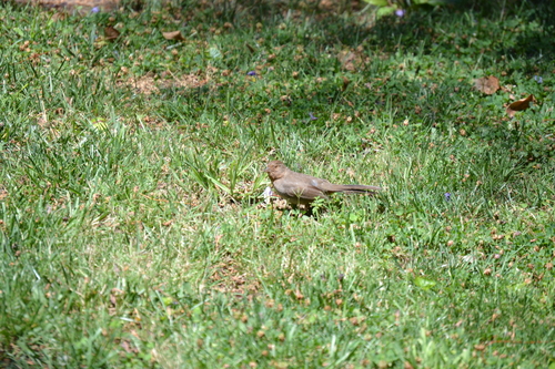 photo of California Towhee (Melozone crissalis)