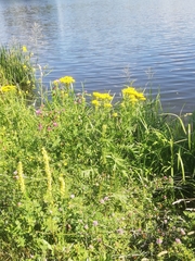 Tanacetum vulgare