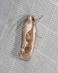 Lichenaula undulatella