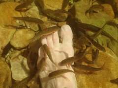 Pseudobarbus burchelli