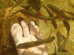 Pseudobarbus burchelli