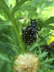 Oxythyrea noemi
