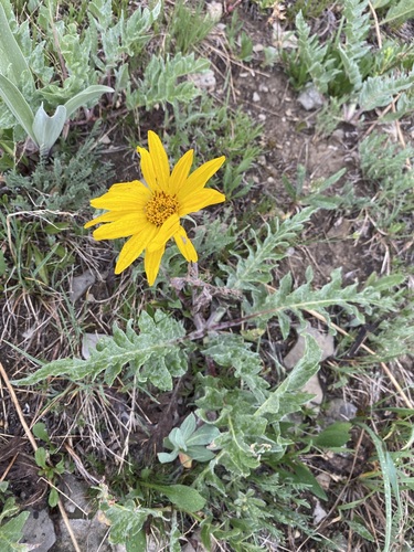 Image of Balsamorhiza incana by (c) Matt Berger, some rights reserved (CC BY)