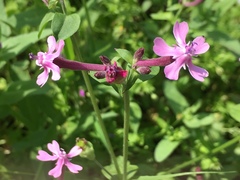 Silene aegyptiaca