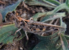 Dociostaurus maroccanus