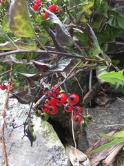 Solanum dulcamara