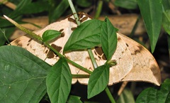 Pseudobunaea tyrrhena