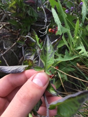 Solanum dulcamara