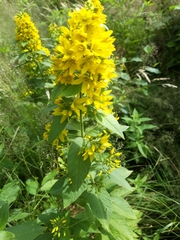 Lysimachia vulgaris