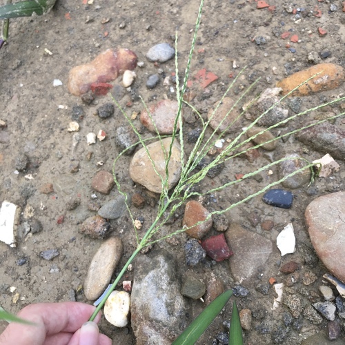 Digitaria pruriens iNat (2)