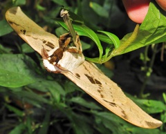 Pseudobunaea tyrrhena