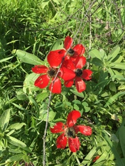 Ranunculus asiaticus