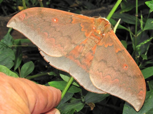 Cat's-paw Emperor