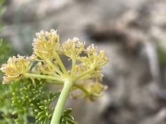 Cymopterus terebinthinus