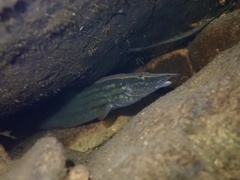 Mastacembelus armatus