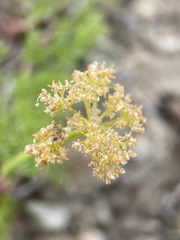 Cymopterus terebinthinus