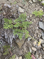 Cymopterus terebinthinus