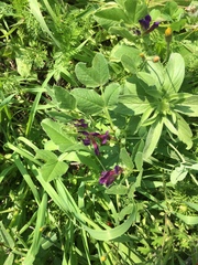 Vicia narbonensis