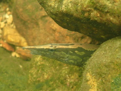 Mastacembelus armatus