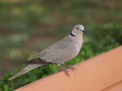 Streptopelia decaocto