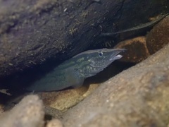 Mastacembelus armatus