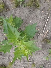 Chenopodiastrum simplex