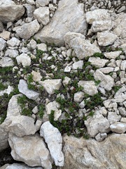 Diplodictyae