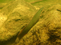 Mastacembelus armatus