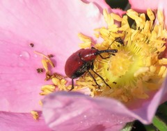 Merhynchites bicolor