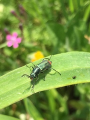 Haplomalachius flabellatus