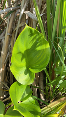 Calla palustris