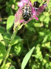 Oxythyrea noemi