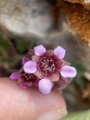 Telesonix heucheriformis