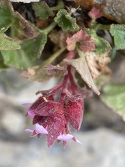 Telesonix heucheriformis