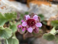 Telesonix heucheriformis