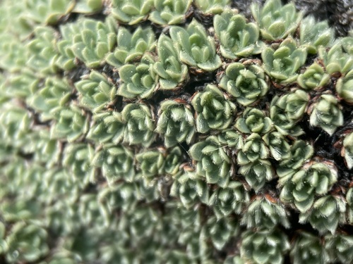 Image of Kelseya uniflora by (c) Matt Berger, some rights reserved (CC BY)