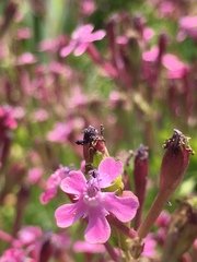 Silene aegyptiaca