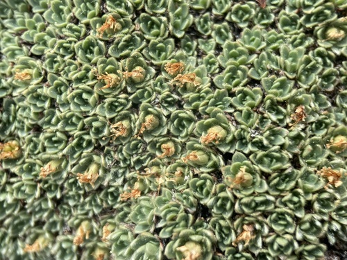 Image of Kelseya uniflora by (c) Matt Berger, some rights reserved (CC BY)