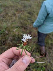 Rhododendron tomentosum