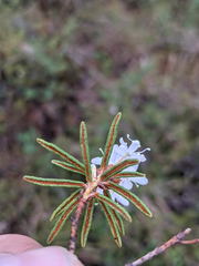 Rhododendron tomentosum