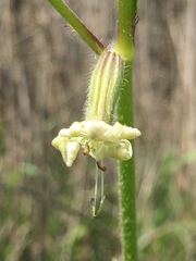 Silene dichotoma