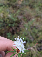 Rhododendron tomentosum
