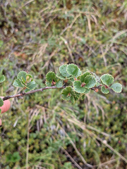 Betula nana