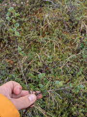 Betula nana